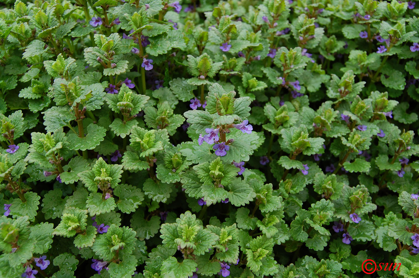 Изображение особи Glechoma hederacea.