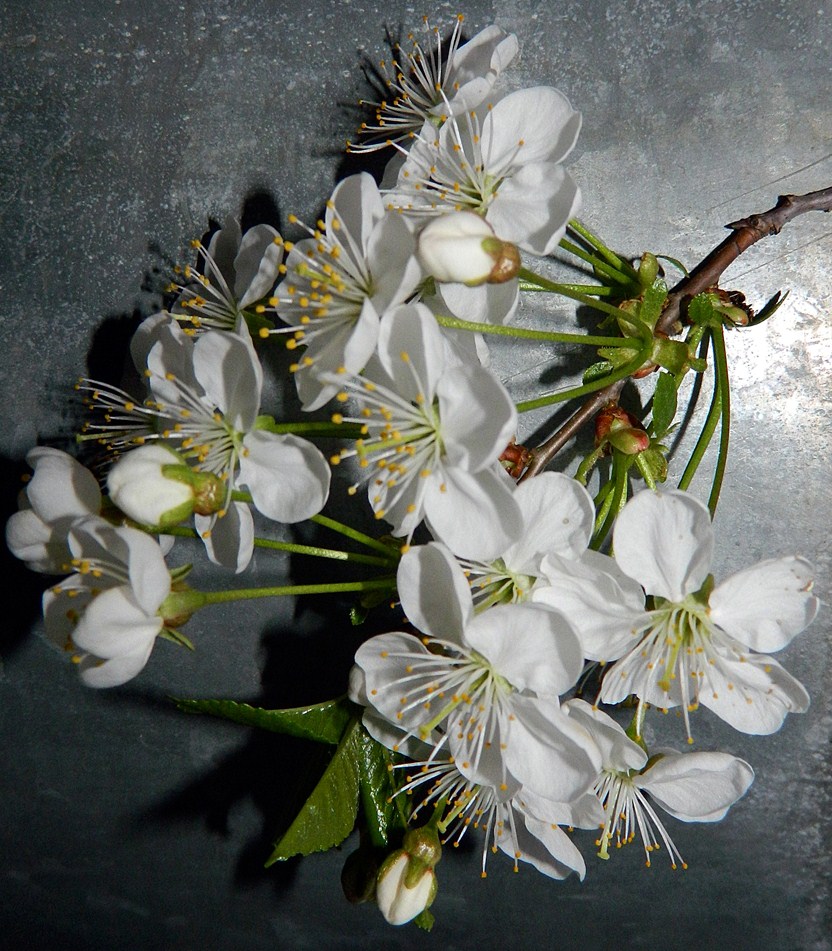Image of Cerasus vulgaris specimen.