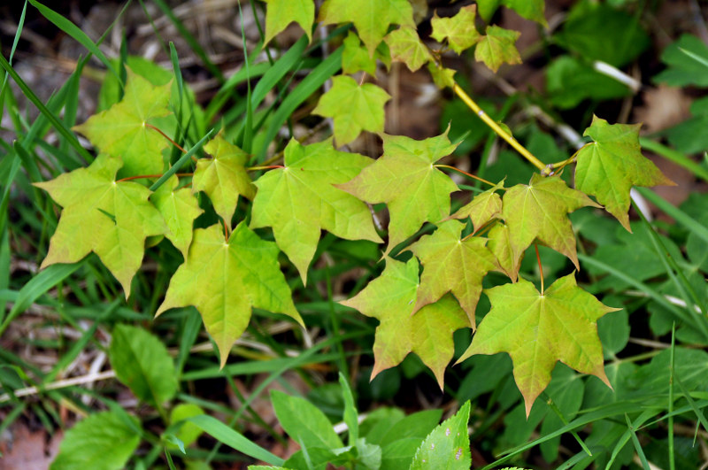 Изображение особи Acer cappadocicum.