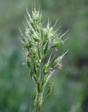 Bromus hordeaceus