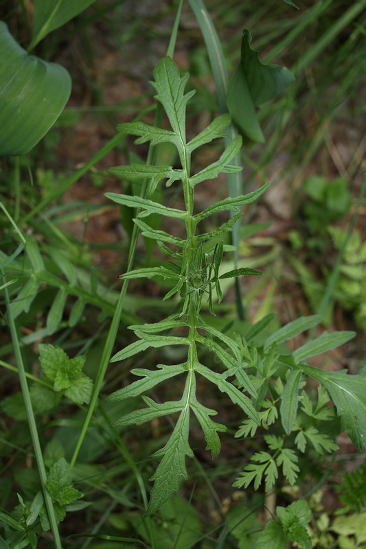 Image of Knautia arvensis specimen.