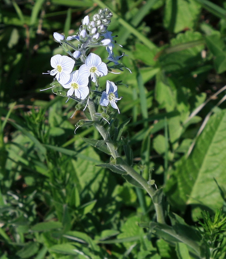 Image of Veronica gentianoides specimen.