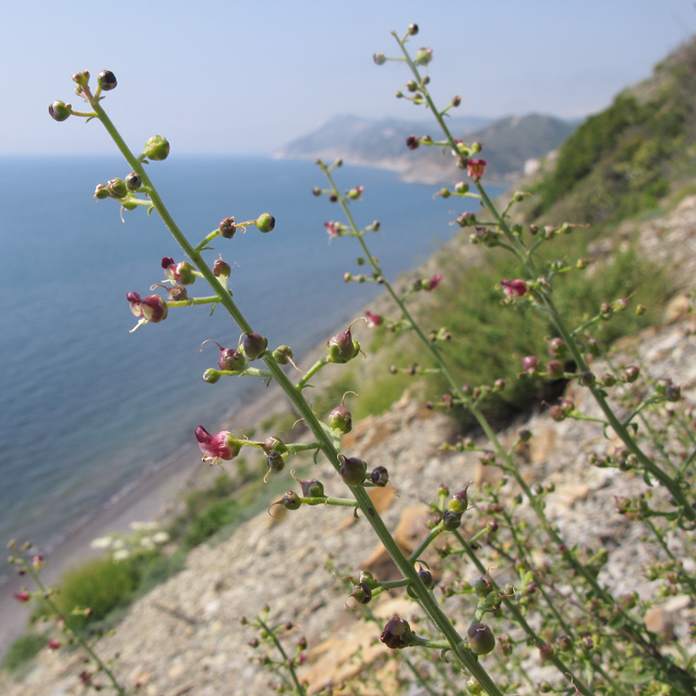 Изображение особи Scrophularia rupestris.