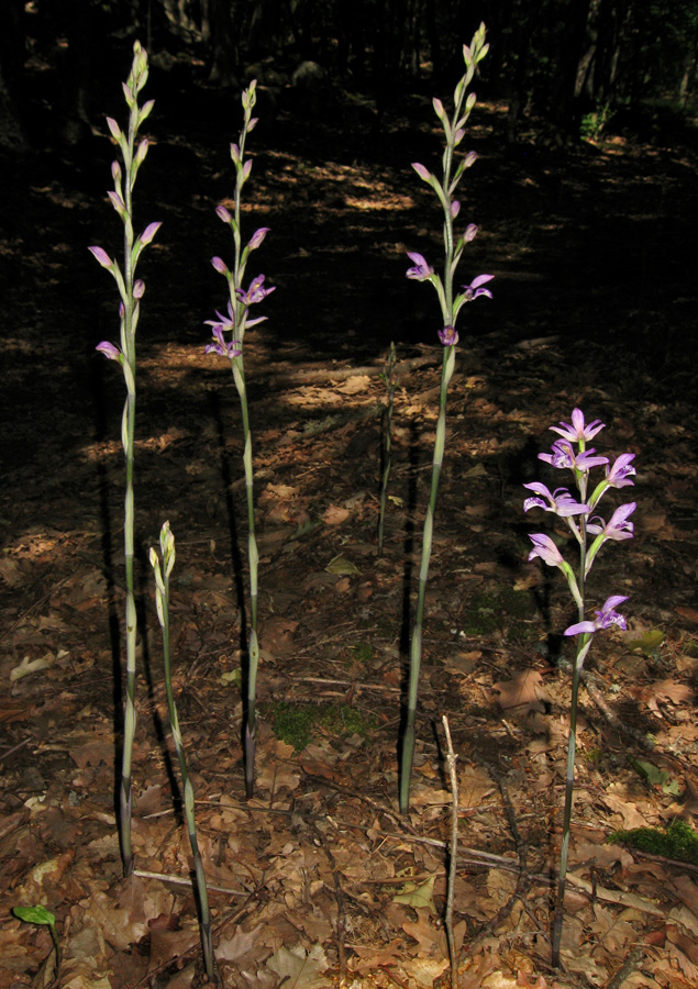 Image of Limodorum abortivum specimen.