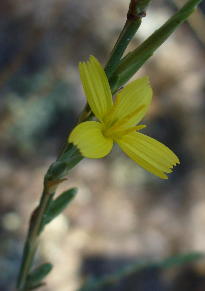Image of Scariola viminea specimen.