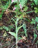 Himantoglossum caprinum