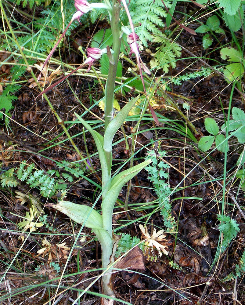 Image of Himantoglossum caprinum specimen.