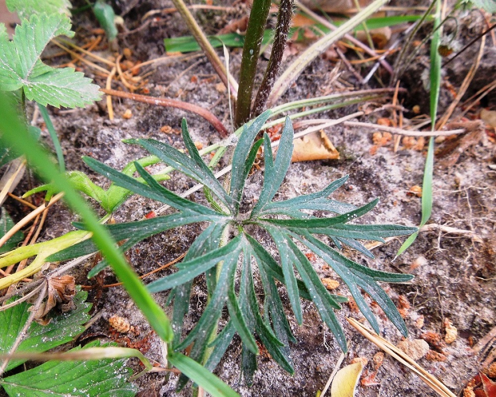 Image of Ranunculus polyanthemos specimen.