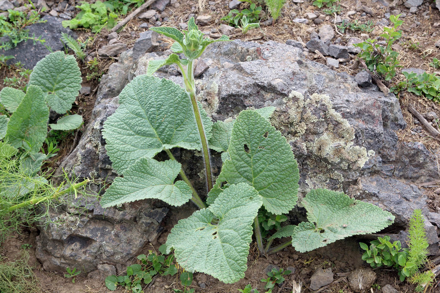 Image of Phlomoides ostrowskiana specimen.