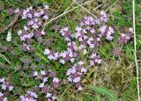 Thymus subarcticus