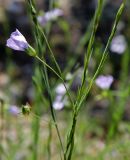 Linum bienne