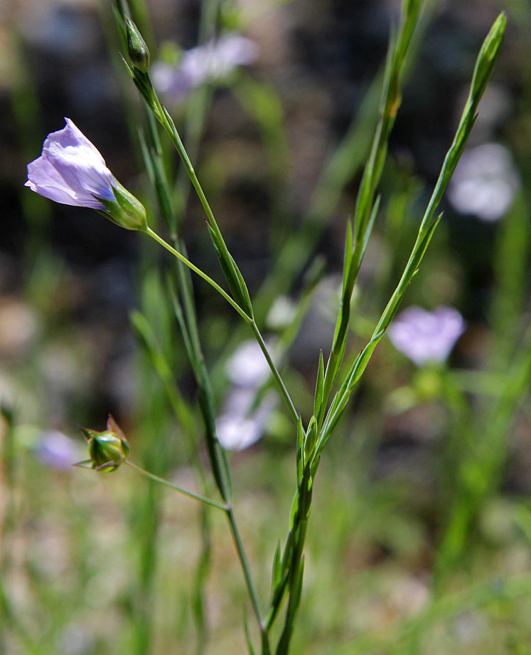 Image of Linum bienne specimen.