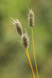 Alopecurus vaginatus
