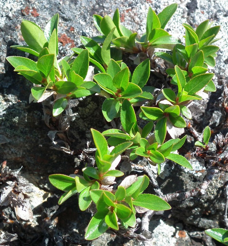 Image of Salix myrsinites specimen.