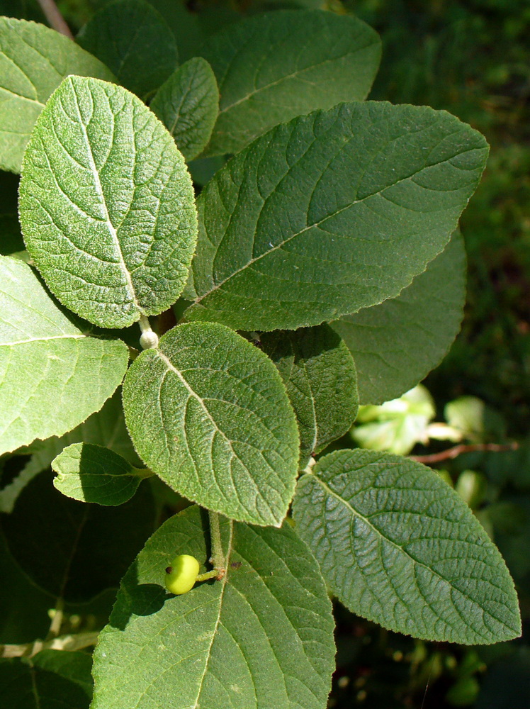 Image of Viburnum lantana specimen.