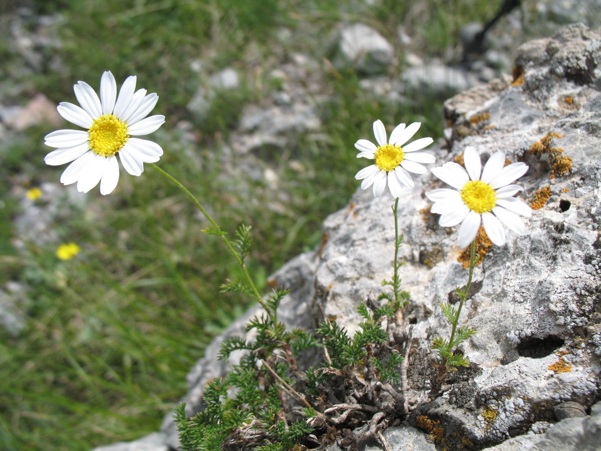 Image of Richteria tianschanica specimen.