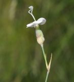 Dianthus minutiflorus