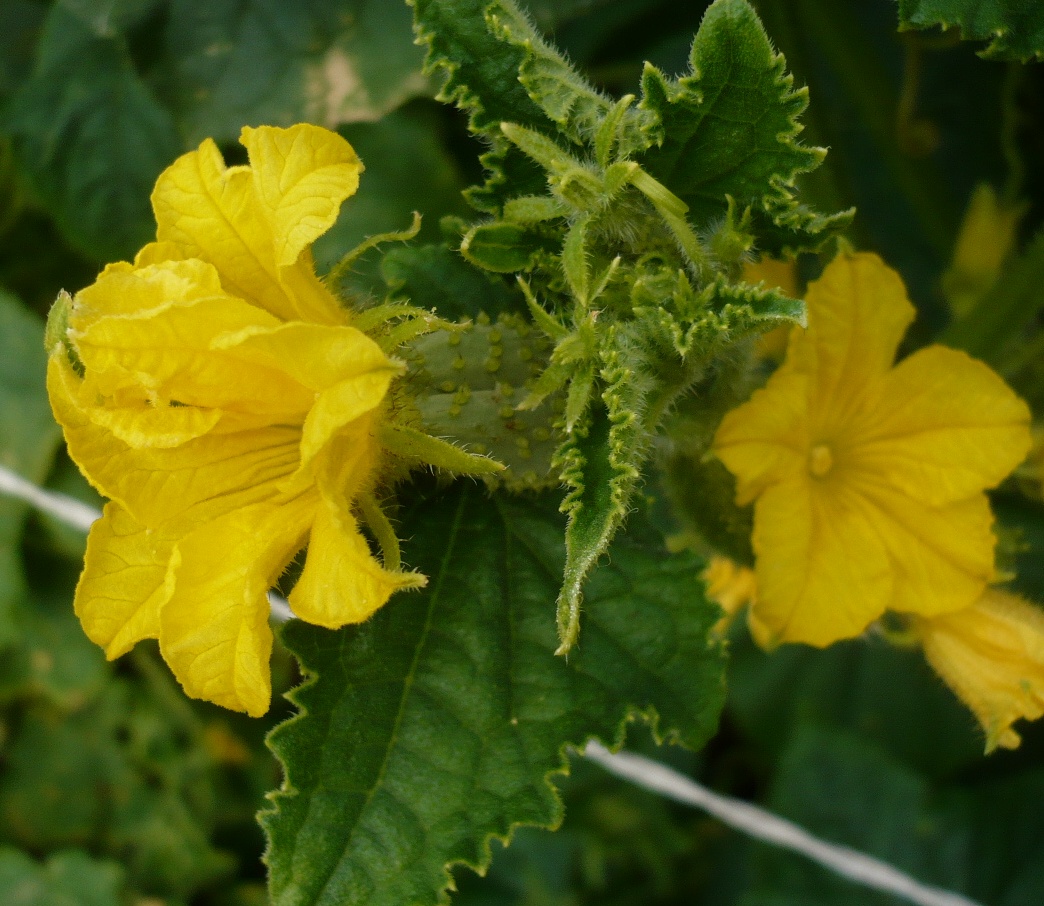 Изображение особи Cucumis sativus.