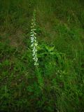 Campanula bononiensis. Цветущее растение (белоцветковая форма). Удмуртия, Завьяловский р-н, окр. дер. Дуброво, суходольный луг. 18.07.2009.