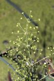 Alisma plantago-aquatica. Верхушка соплодия. Саратов, Октябрьское ущелье, пруд. 06.09.2014.