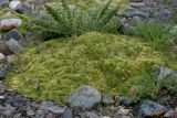 Thylacospermum caespitosum