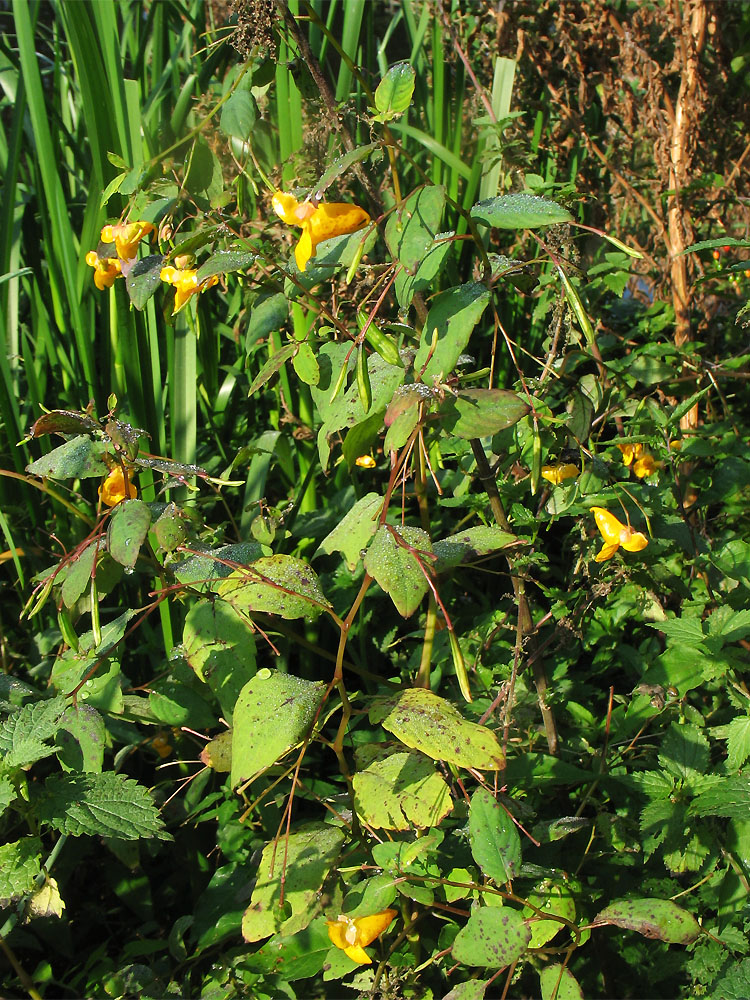 Изображение особи Impatiens capensis.