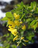 Laburnum anagyroides. Верхушка ветви с соцветием. Краснодарский край, окрестности Геленджика, Нижний парк сафари. 05.05.2013.