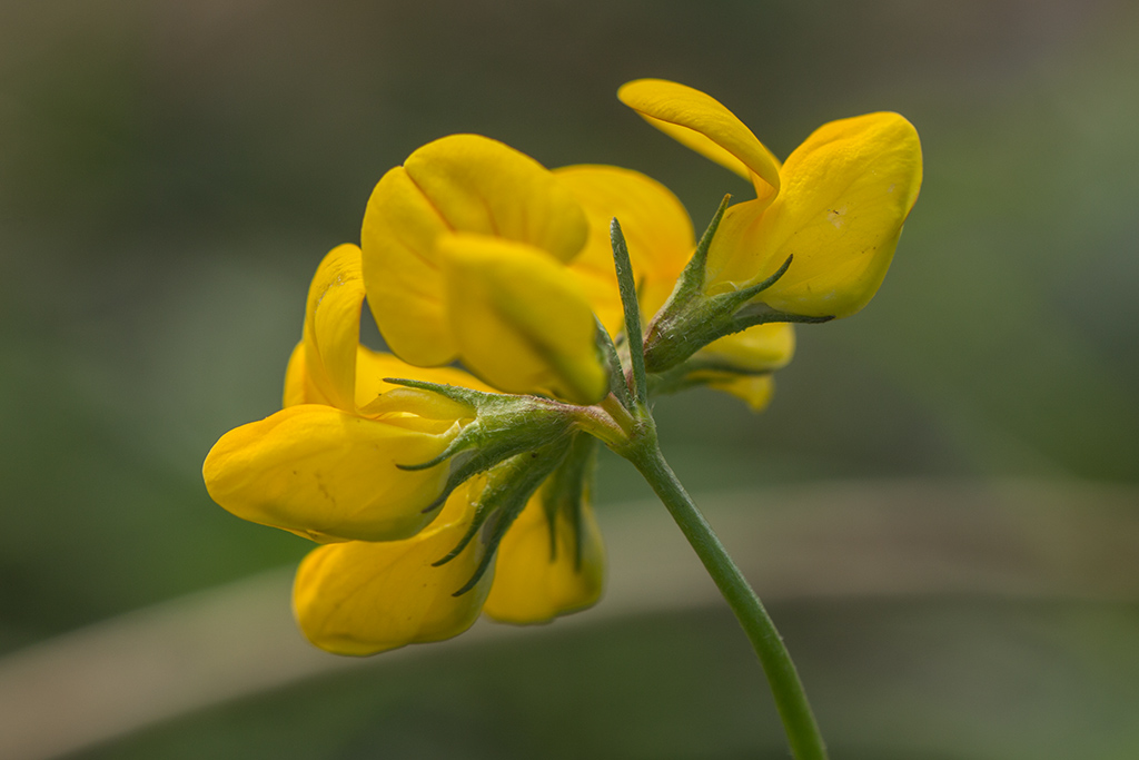 Image of genus Lotus specimen.