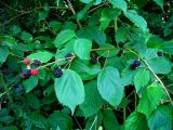 Rubus