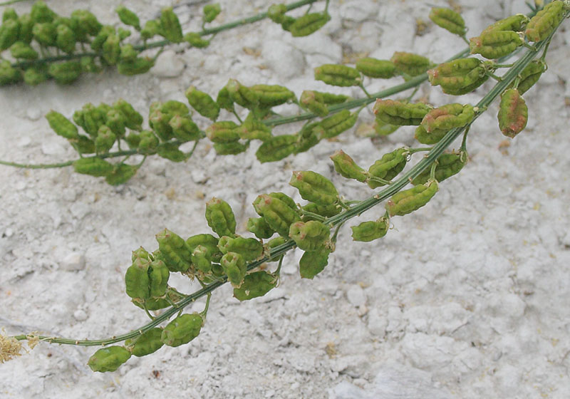 Image of Reseda lutea specimen.