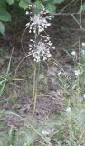 Allium paniculatum. Цветущее растение. Запорожье, о. Хортица, опушка, на песках. 15.07.2009.