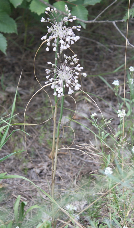 Изображение особи Allium paniculatum.