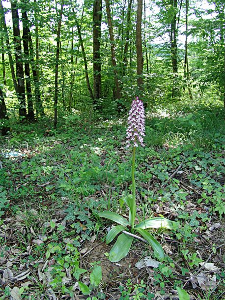Image of Orchis purpurea ssp. caucasica specimen.