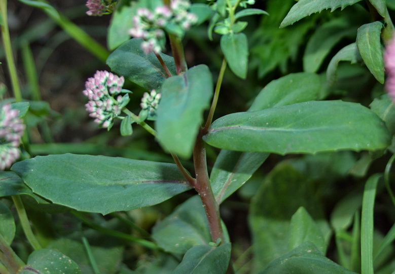 Изображение особи Hylotelephium triphyllum.