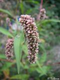 Persicaria lapathifolia