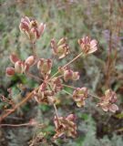 Macroselinum latifolium