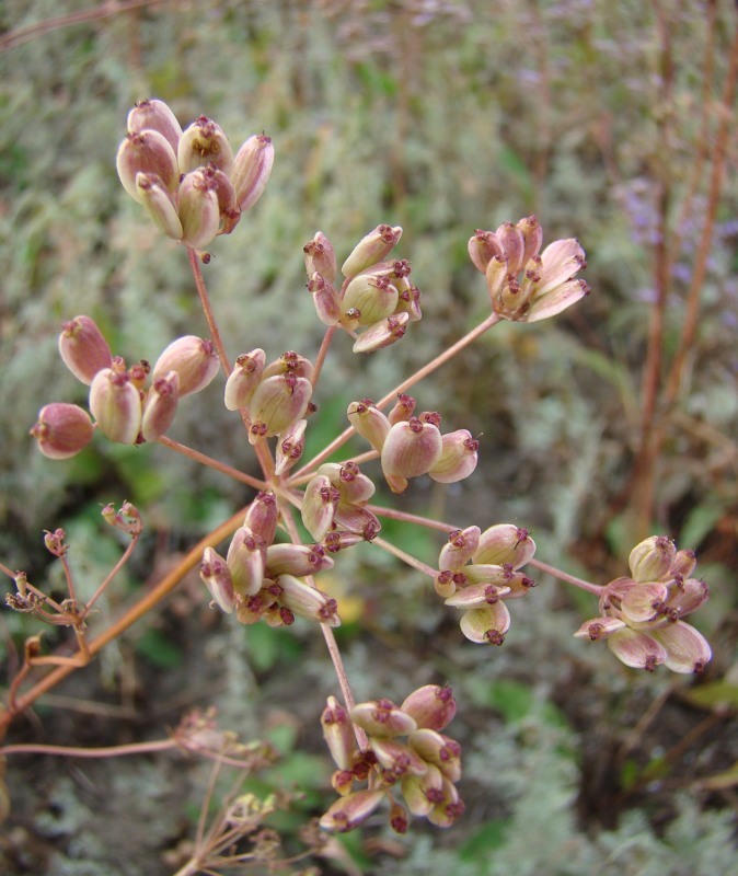 Изображение особи Macroselinum latifolium.