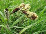 genus Carex. Верхушка растения с соцветиями. Ставропольский край, Благодарненский р-н, окр. с. Шишкино. 22.04.2006.