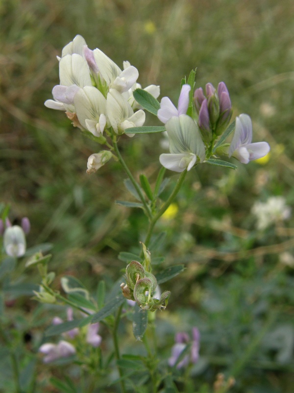 Image of Medicago × varia specimen.