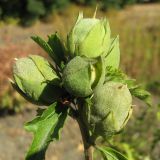 Hibiscus syriacus