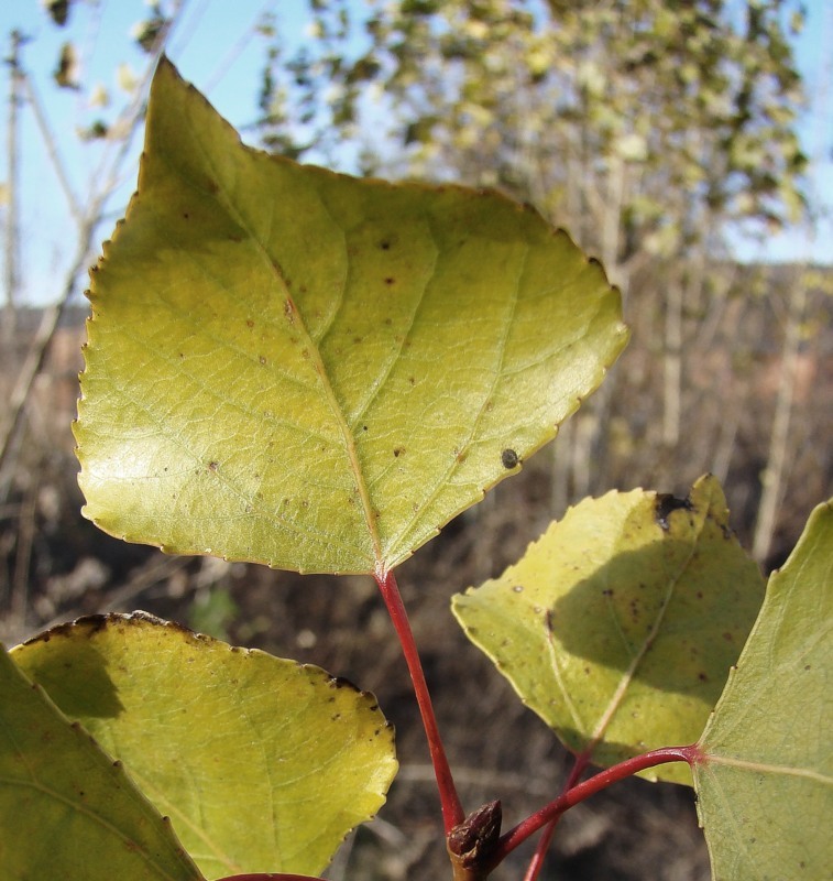 Image of Populus italica specimen.