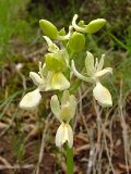 Orchis provincialis