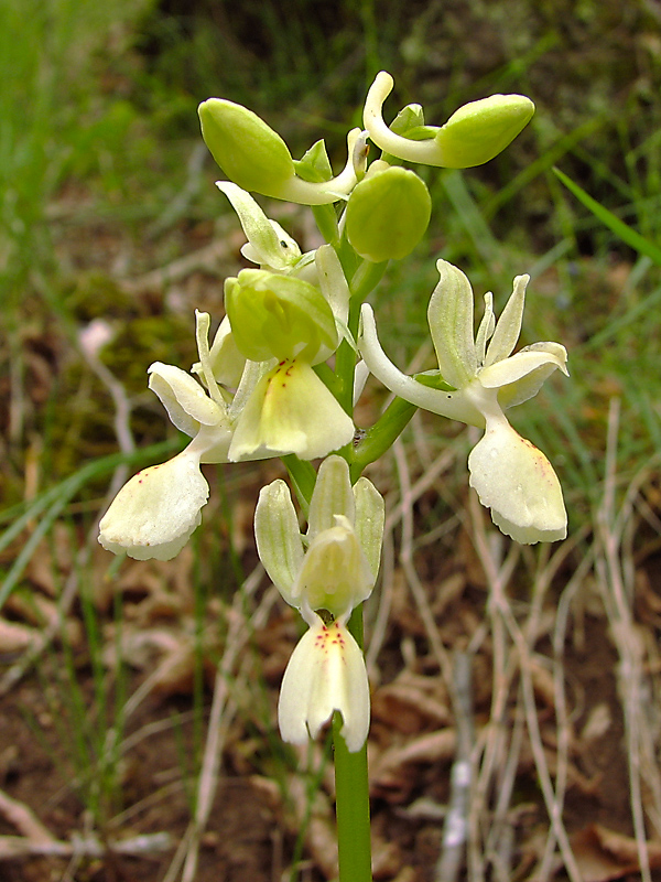 Image of Orchis provincialis specimen.