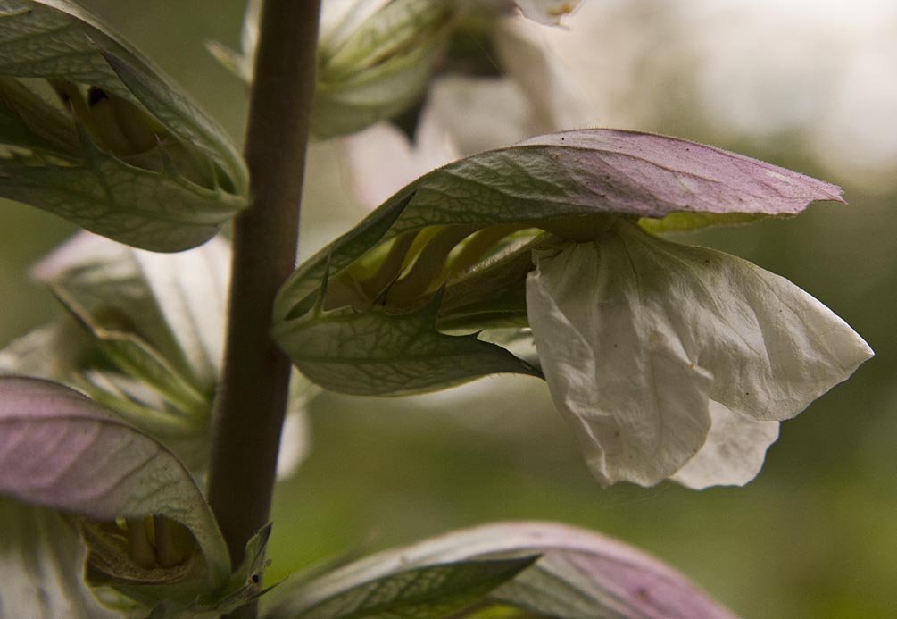 Image of Acanthus mollis specimen.