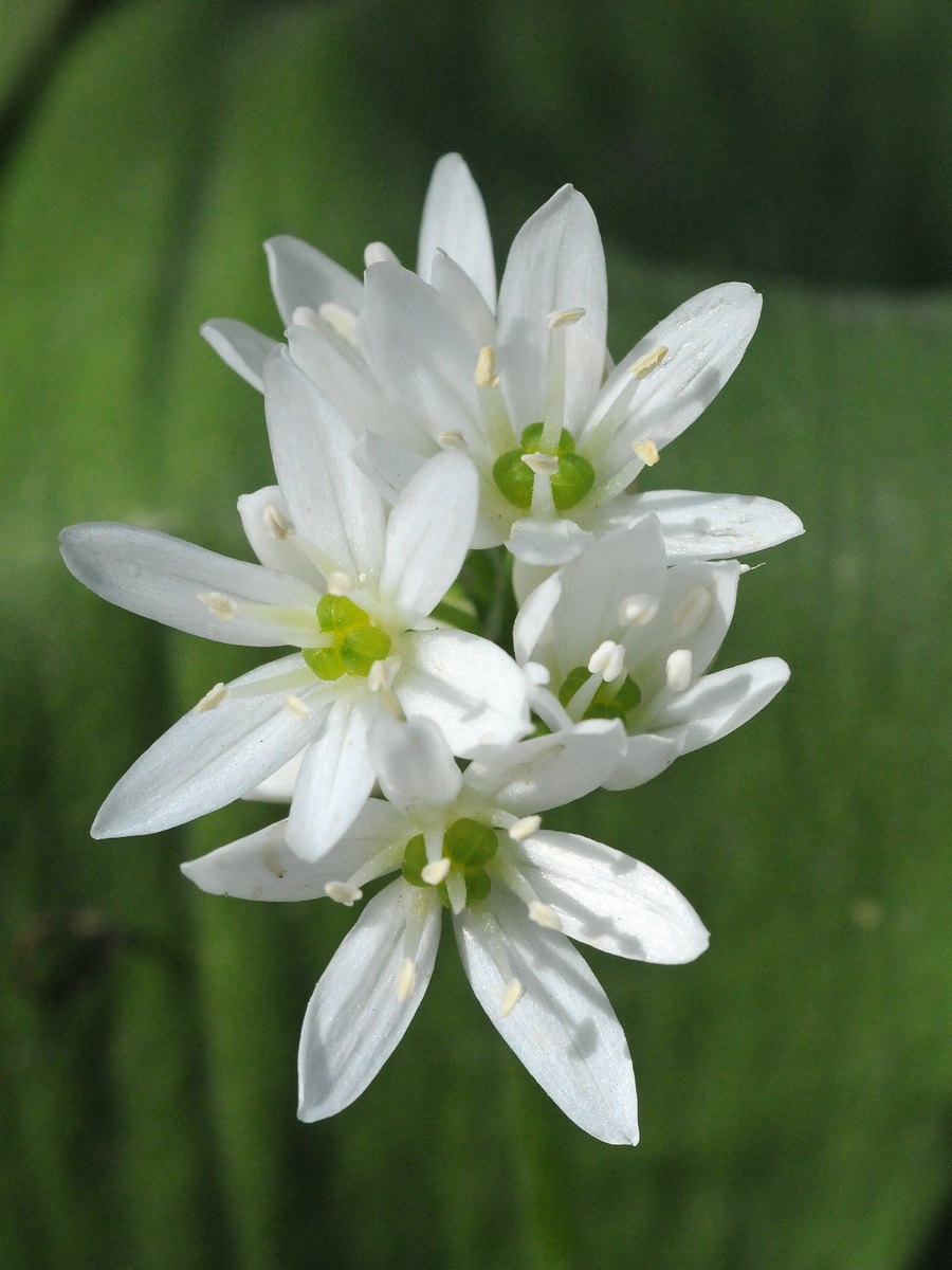 Изображение особи Allium ursinum.