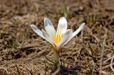 Colchicum kesselringii. Цветущее растение. Кыргызстан, верховья реки Сусамыр. 29 апреля 2015 г.