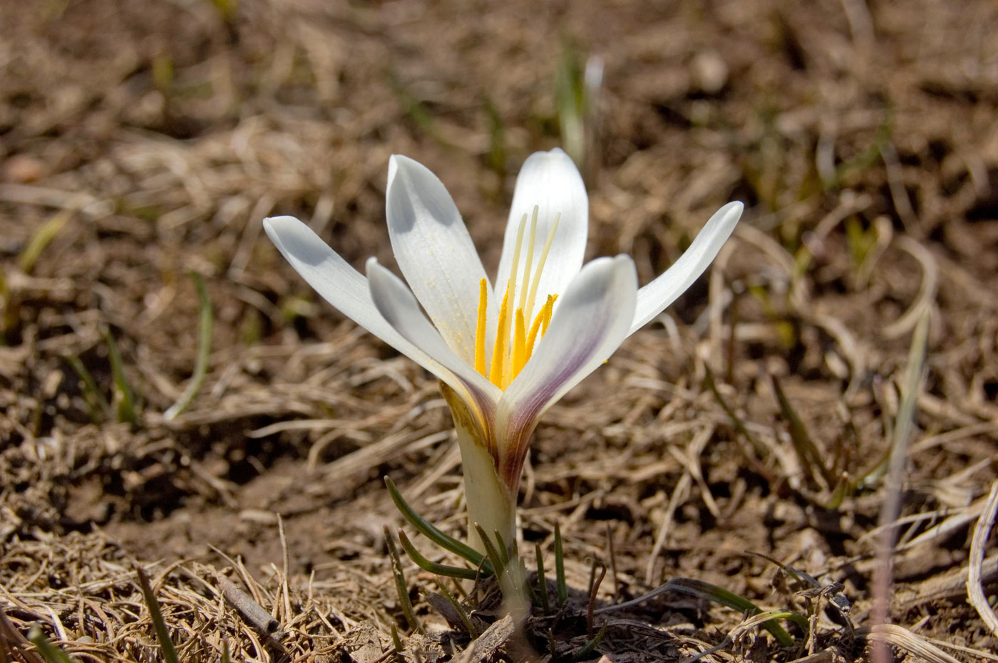 Image of Colchicum kesselringii specimen.