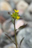 Erysimum hieraciifolium. Верхушка цветущего растения. Кольский п-ов, Кандалакшский берег Белого моря, каменистая коса. 23.06.2015.