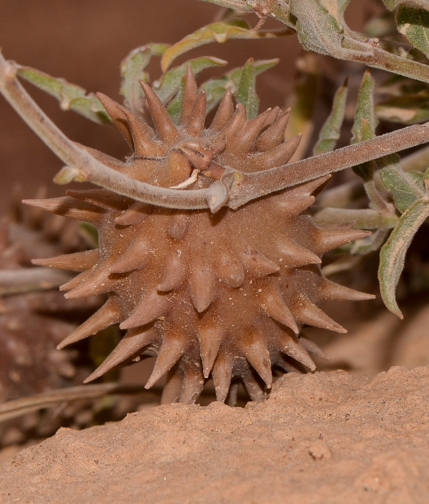 Image of Glossonema boveanum specimen.