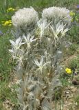 Asphodeline taurica. Раздвоенное соцветие. Крым, Карадагский заповедник, гора Сюрюкая, степной склон. 13 мая 2015 г.